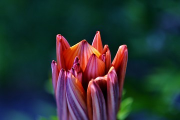 Image showing Gazania krebsiana flower