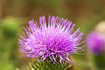 Image showing  thistle, Cirsium vulgare