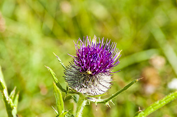 Image showing  woolly thistle, Cirsium eriophorum