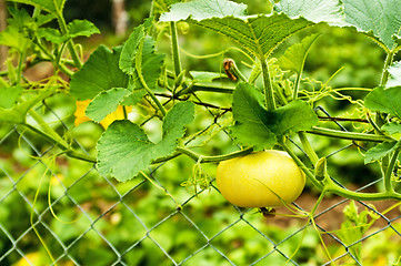 Image showing squash in a fence