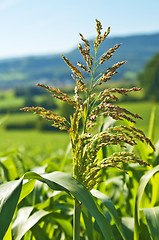 Image showing Sudan grass, Sorghum sudanense energy plant for gas