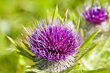 Image showing  woolly thistle, Cirsium eriophorum