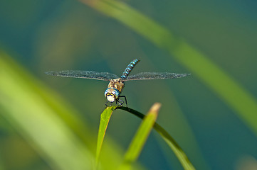 Image showing Emperor Dragonfly, Anax imperator