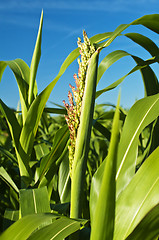 Image showing Sudan grass, Sorghum sudanense energy plant for gas