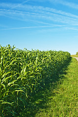 Image showing Sudan grass, Sorghum sudanense energy plant for gas