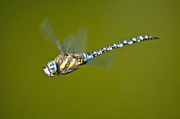 Image showing Emperor Dragonfly, Anax imperator