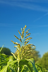 Image showing Sudangras, Sorghum sudanense, Energiepflanze