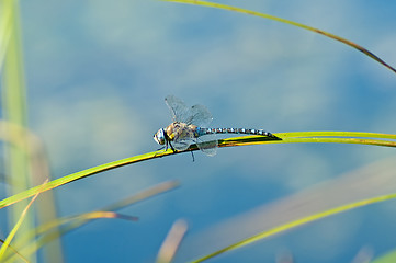 Image showing Emperor Dragonfly, Anax imperator