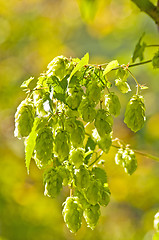 Image showing hop with colorful, blurred background