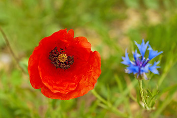 Image showing red poppy and cornflower