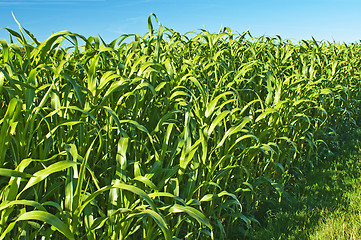 Image showing Sudan grass, Sorghum sudanense energy plant for gas