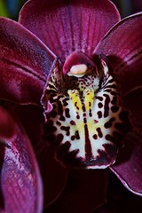 Image showing Beautiful Orchid