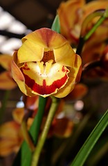 Image showing Beautiful Orchid