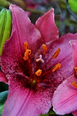 Image showing Asiatic lily