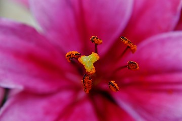 Image showing Asiatic lily