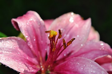 Image showing Asiatic lily