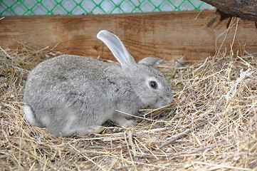 Image showing Rabbit