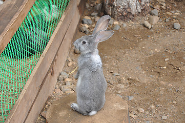 Image showing Rabbit