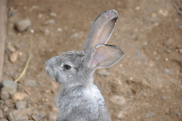 Image showing Rabbit