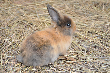 Image showing Rabbit