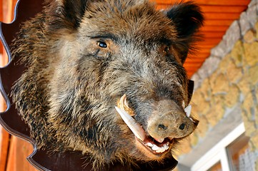 Image showing Head of a wild boar