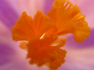 Image showing Macro_crocus_22.03.2005