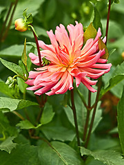 Image showing Pink dahlia in flowerbed