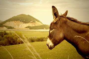 Image showing donkey and Montehano quarry, Marshes nature reserve Santo?a