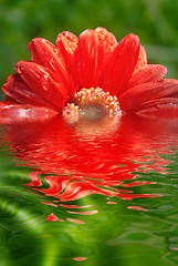 Image showing fresh red daisy