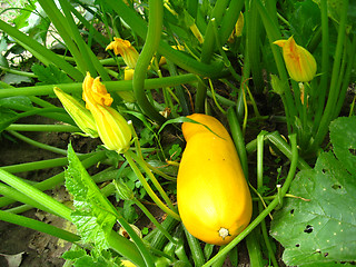 Image showing yellow squashes