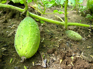 Image showing Fruits of a cucumber on a bed