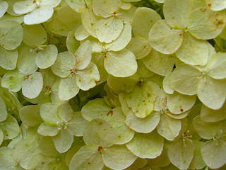 Image showing Yellow unusual background of plant