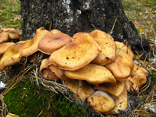 Image showing mushrooms under a birch