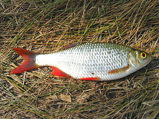 Image showing Beautiful rudd laying on a grass