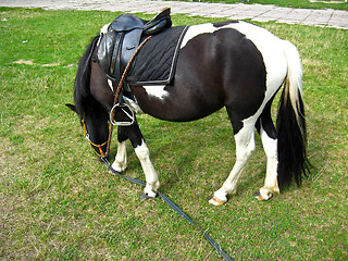Image showing black and white pony with a saddle