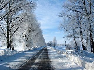 Image showing Winter landscape in a forest