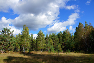 Image showing Forest and sky