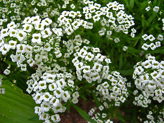 Image showing a lot of white flowers on the bed