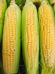 Image showing Harvest of a maize