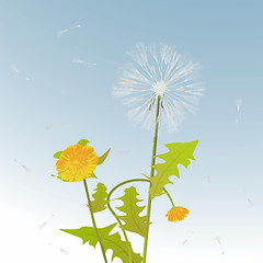 Image showing Dandelions decorative card