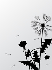 Image showing Dandelions silhouettes