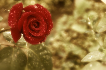 Image showing red rose 