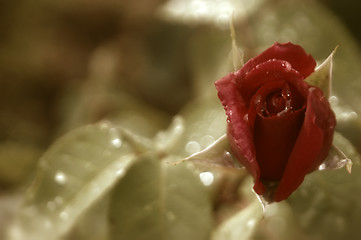 Image showing red rosebud ancient  