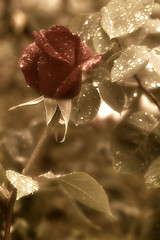 Image showing red rose bud red rain drops 