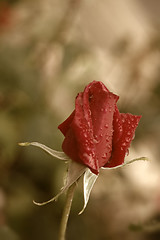 Image showing red rosebud raindrops 