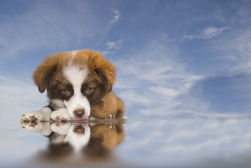 Image showing puppy dog blue sky background