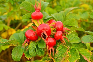 Image showing rose hips