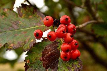 Image showing  rowanberries