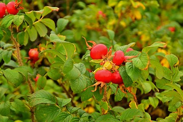 Image showing rose hips