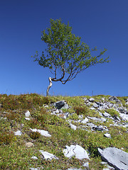 Image showing Stunted and twisted lonely birch